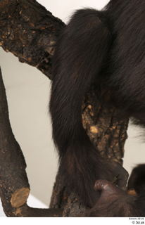  Chimpanzee Bonobo leg 0002.jpg